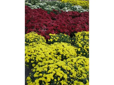 Фото \"Цветы желтых хризантем.\" :: ФотоСтарт - сайт любительской фотографии:  фото цветов, роз, хризантем