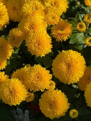 Хризантема садовая - Chrysanthemum. Хризантемы уход, выращивание. Фото  хризантем