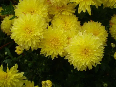 Хризантемы в осеннем саду — фото, сорта хризантем. Дендрантема, осенняя  хризантема. | Любимые цветы