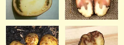 Испорченные Rotten картофель. Болезнь клубней болезнью. Картошка зараженная  с грибковым заболеванием Стоковое Фото - изображение насчитывающей болезнь,  стерильно: 210001048