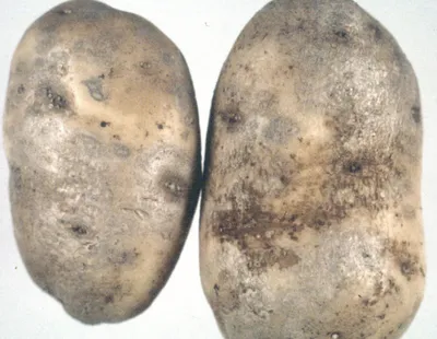 Ученые выяснили, как радиация изменяет состав картошки