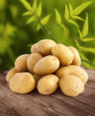 Болезни картофеля при хранении