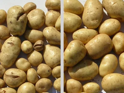 Болезни картофеля: 100% рабочие советы по лечению, которые помогли многим  дачникам | Дачник.RU | Дзен