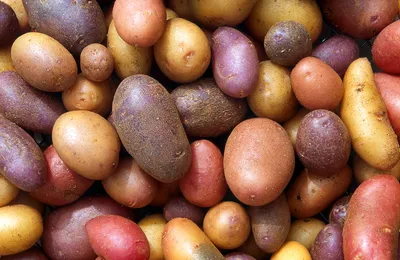 Антракноз картофеля: симптомы, вредоносность, меры борьбы