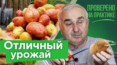 Лучшие сорта картофеля: описание, фото, отзывы, характеристика и вкусовые  качества