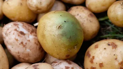 AVGUST Средство вредителей картофеля Табу ТРИО 4мл+10мл+5мл