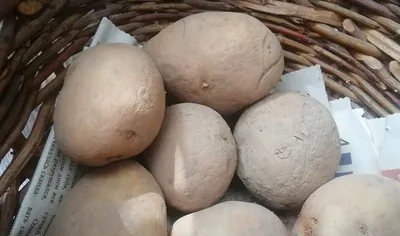1 НАДРЕЗ И КУЧА РОСТКОВ! Использую старинный китайский прием при подготовке  картофеля к проращиванию - YouTube