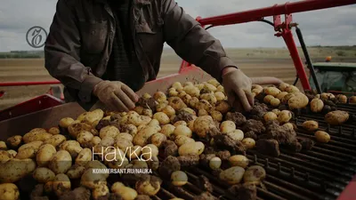 Болезни картофеля - описание и фото - AgroFlora.ru