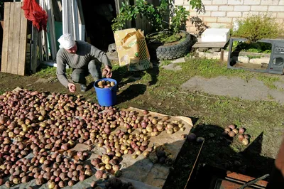 ГлавАгроном - Парша клубней картофеля: виды, симптоматика, меры борьбы