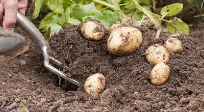 Как будем сажать картошку? Фото — Ботаничка