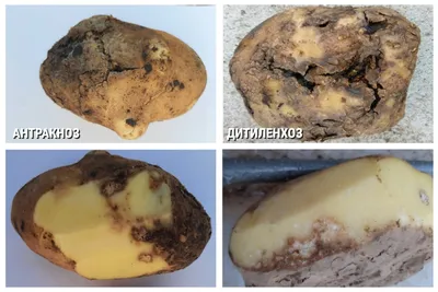 Болезни картофеля в картинках фото описание, какие болезни картофеля вы  знаете, состояние поверхности картофеля