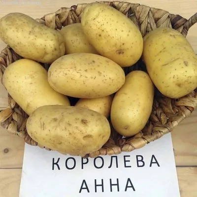 Грибные болезни картофеля: описание с фотографиями, защита клубней