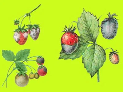 Почему ягоды клубники засыхают | В саду (Огород.ru)