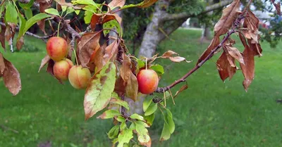 Топ-7 самых частых болезней яблонь (с фото) и их лечение | В саду  (Огород.ru)