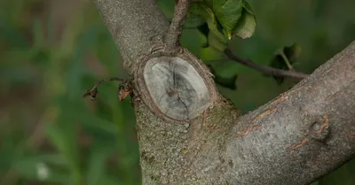 Трескается ствол вишни: почему и как вылечить дерево | В саду (Огород.ru)