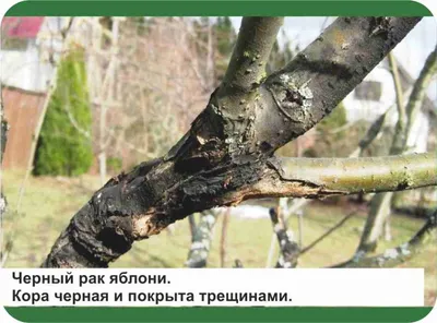 Как спасти деревья [Архив] - Страница 2 - Форум дачников Украины.  Восстановим озоновый слой на 6-ти сотках!