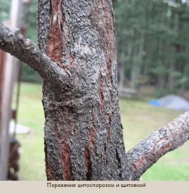 Подскажите, это и есть рак деревьев? - ответы экспертов 7dach.ru