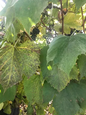 Болезни винограда | Фото и чем лечить в открытом грунте