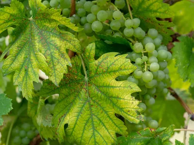 Болезни и лечение винограда