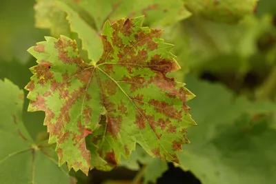 Новый локус устойчивости винограда к милдью от Vitis rupestris