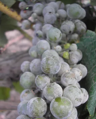 Листья и ягоды виноградного вина, винограда, под влиянием с антракнозом  грибным болезней, прокалывают болезни, которые нуждаются Стоковое Фото -  изображение насчитывающей завод, хлебоуборка: 197749372