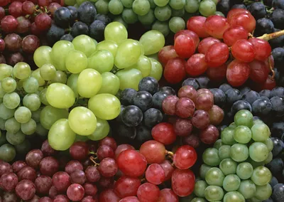 ᐉ Защита насаждений винограда в период созревания