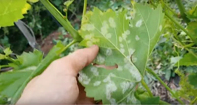 Блог про виноград Киушкина Николая: Болезни винограда с фото и фунгициды по  борьбе с ними