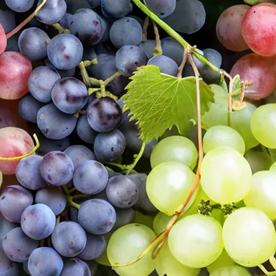 Болезни многолетней древесины винограда – Овощи и Фрукты журнал