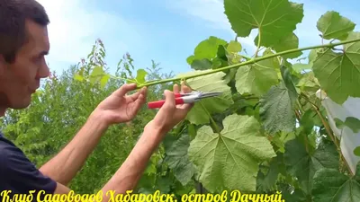 Виноградарь поделилась личным опытом выращивания солнечной ягоды на  Витебщине