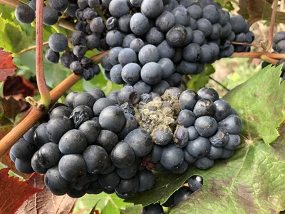 Оидиум или мучнистая роса на винограде: признаки и решение