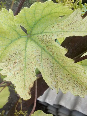 болезни листовок винограда. угловые красно-коричневые пятна, в которых на  виноградных листьях расположены шотоловые, вызванные рас Стоковое  Изображение - изображение насчитывающей зеленый, рост: 251740361