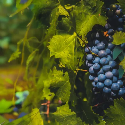 Болезни винограда | описание, фотографии и способы лечения. - Стим Агро