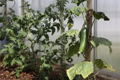 Семена, саженцы, новые технологии в теплицах: сельчане вовсю готовятся к  огородному сезону | БООФ