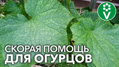 ТОП-14] Болезни Огурцов: Описание с Фото | +Лечение