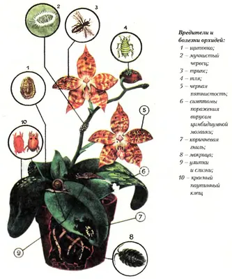 Болезни орхидей в картинках фотографии