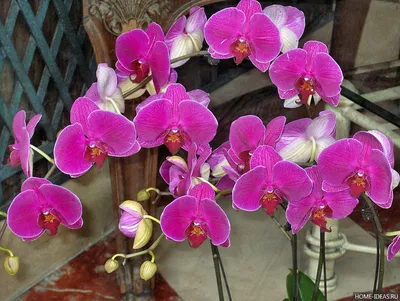 Орхидеи скачать бесплатно, орхидеи фото, картинки - болезни орхидей фото