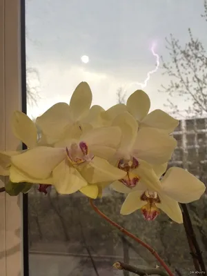 Магазин цветов в покровском - Орхидея