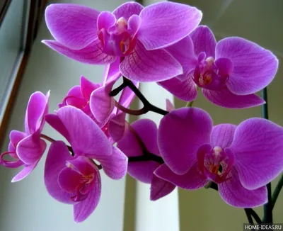 Почему желтеют листья у орхидей и что с этим делать | Цветница | Дзен