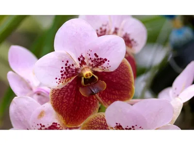 Лечение болезней и заболеваний орхидей - Agro-Market