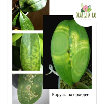 Орхидея Phalaenopsis Nadion (отцвел)