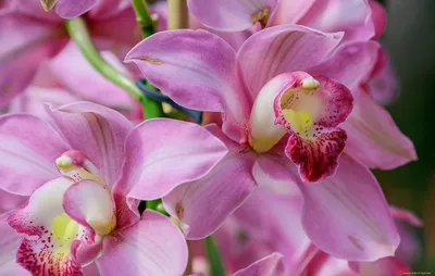 МИР ОРХИДЕЙ - виды орхидей, все об уходе, болезни и вредители орхидей -  Пересадка орхидей