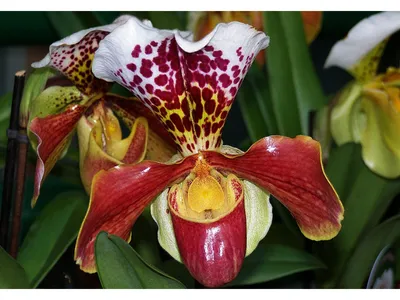 Обои Цветы Орхидеи, обои для рабочего стола, фотографии цветы, орхидеи,  цимбидиум, орхидея, экзотика, макро Обои для рабочего стол… | Орхидея, Фото  цветов, Орхидеи