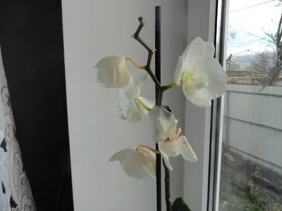 Chiloschista lunifera — очаровательная безлистная орхидея» - картинка из  статьи: «Что такое орхидеи» | Nopal.ru