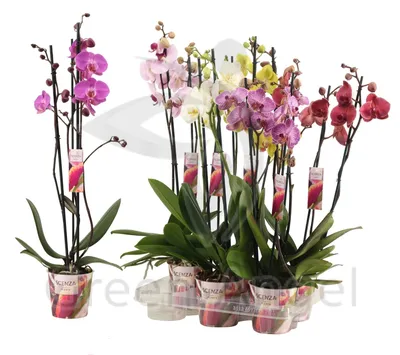 Пожелтевшие листья у орхидеи Фаленопсис-это серьезный повод насторожиться |  Цветочный~Джем | Дзен