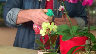 Орхидея Фаленопсис микс 3 ствола в Москве по доступным ценам. Заказать.