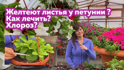 Хлороз петунии: что делать, чем лечить, обработать, подкормить, препараты,  народные средства, приготовление раствора