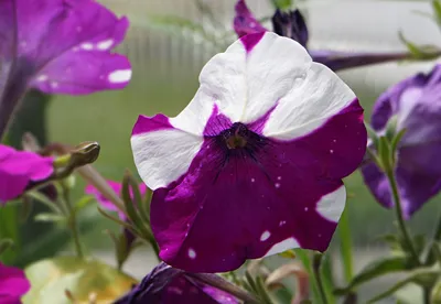 Петуния Рамблин, Джоконда: фото цветов | Домашняя ферма