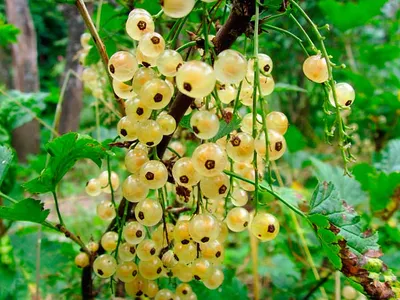 Смородина белая (Ribes niveum)