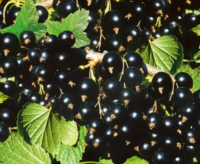 Смородина черная 'Багира' купить по цене 3.500,00 руб. руб. в Москве в  питомнике растений Южный