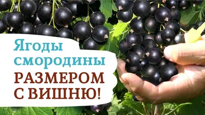 Самые опасные вредители винограда (описание и методы борьбы) | В саду  (Огород.ru)